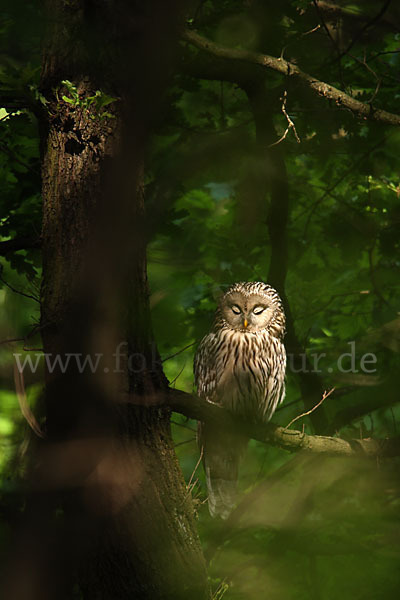 Habichtskauz (Strix uralensis)