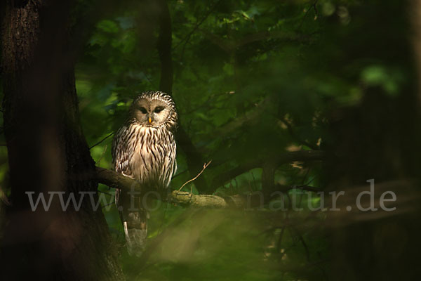 Habichtskauz (Strix uralensis)