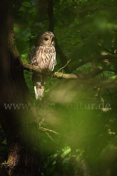 Habichtskauz (Strix uralensis)