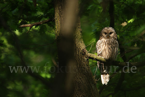 Habichtskauz (Strix uralensis)