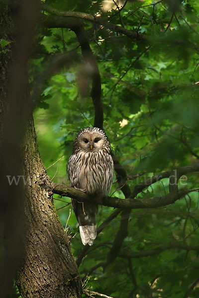 Habichtskauz (Strix uralensis)