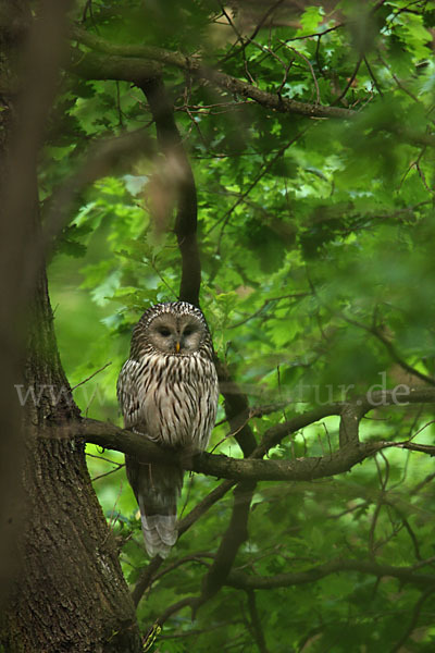 Habichtskauz (Strix uralensis)