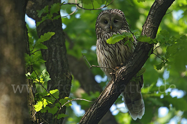 Habichtskauz (Strix uralensis)