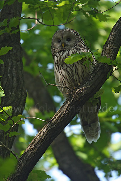 Habichtskauz (Strix uralensis)