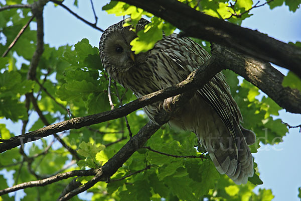 Habichtskauz (Strix uralensis)