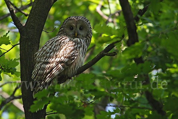 Habichtskauz (Strix uralensis)