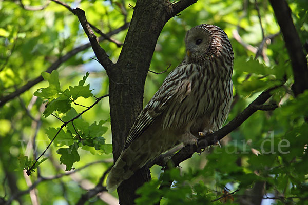 Habichtskauz (Strix uralensis)