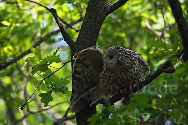 Habichtskauz (Strix uralensis)