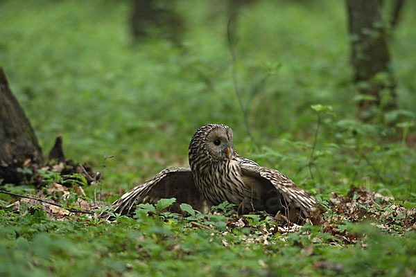 Habichtskauz (Strix uralensis)