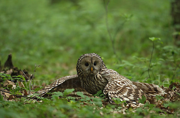 Habichtskauz (Strix uralensis)