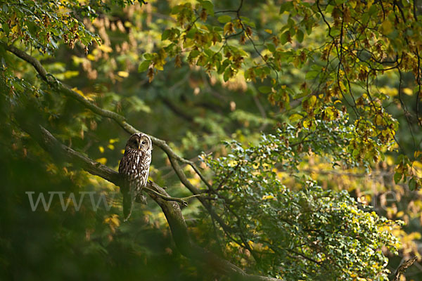 Habichtskauz (Strix uralensis)