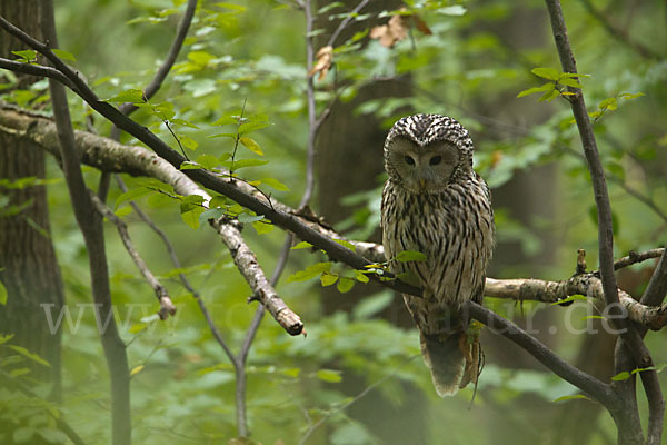 Habichtskauz (Strix uralensis)