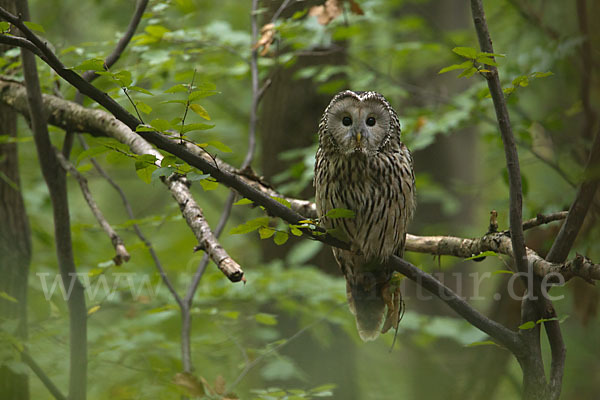 Habichtskauz (Strix uralensis)