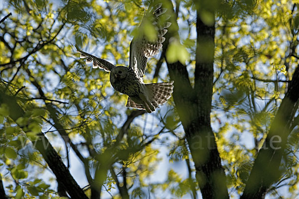 Habichtskauz (Strix uralensis)