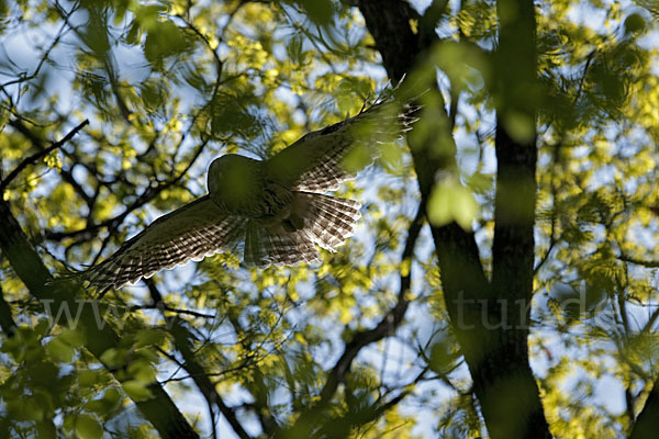 Habichtskauz (Strix uralensis)