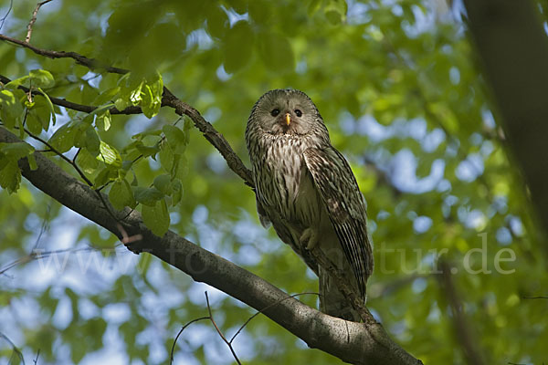 Habichtskauz (Strix uralensis)