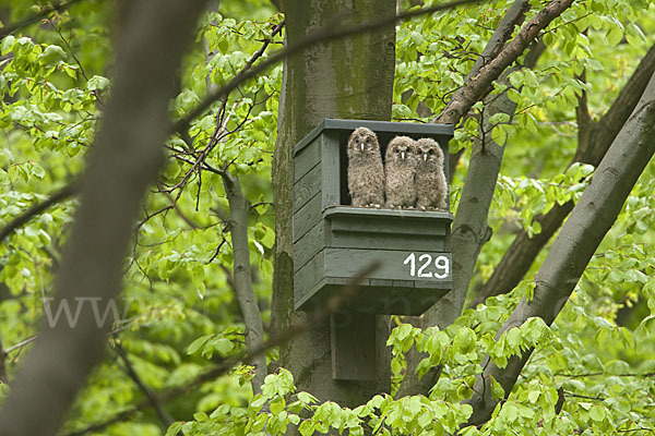 Habichtskauz (Strix uralensis)