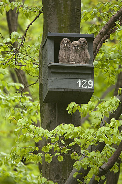 Habichtskauz (Strix uralensis)