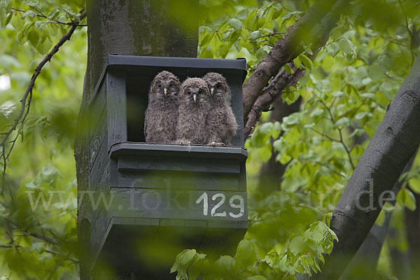 Habichtskauz (Strix uralensis)