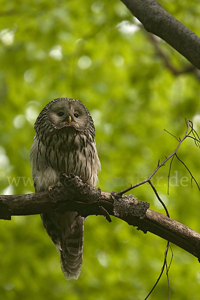 Habichtskauz (Strix uralensis)