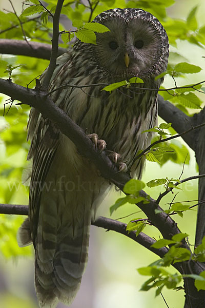 Habichtskauz (Strix uralensis)