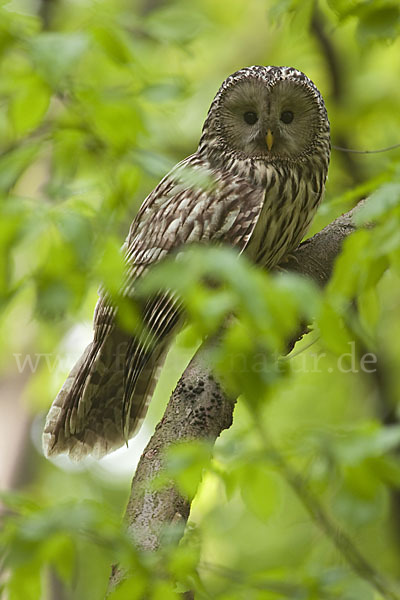 Habichtskauz (Strix uralensis)