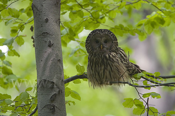 Habichtskauz (Strix uralensis)