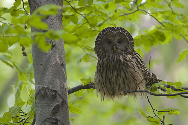 Habichtskauz (Strix uralensis)