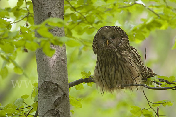 Habichtskauz (Strix uralensis)