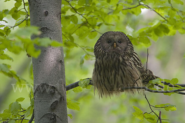 Habichtskauz (Strix uralensis)