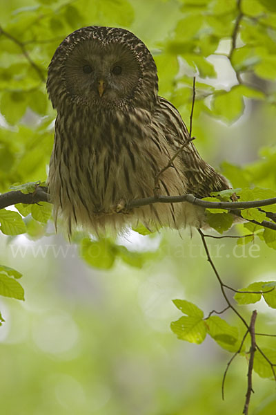 Habichtskauz (Strix uralensis)