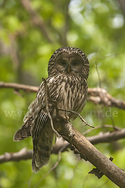 Habichtskauz (Strix uralensis)