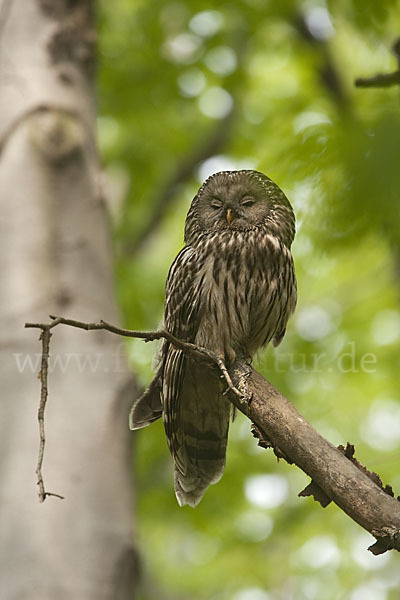 Habichtskauz (Strix uralensis)