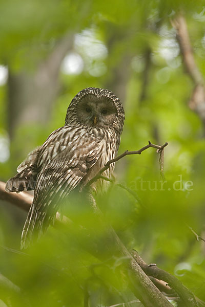 Habichtskauz (Strix uralensis)