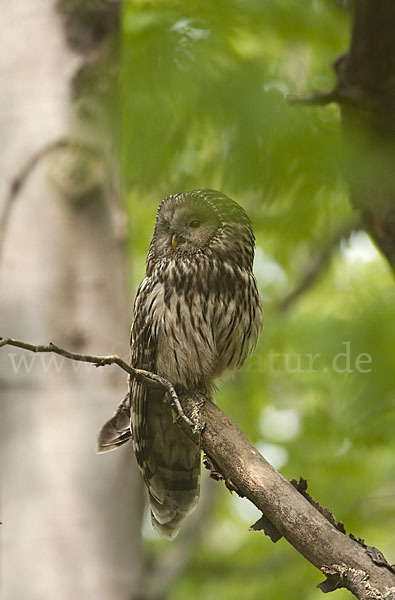 Habichtskauz (Strix uralensis)