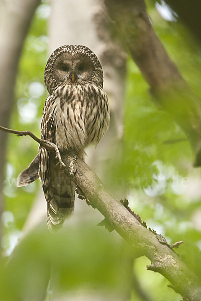 Habichtskauz (Strix uralensis)