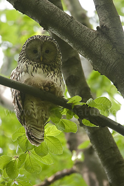 Habichtskauz (Strix uralensis)