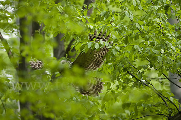 Habichtskauz (Strix uralensis)