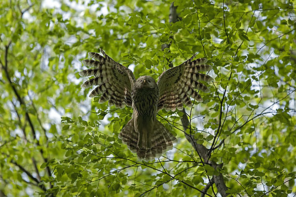 Habichtskauz (Strix uralensis)