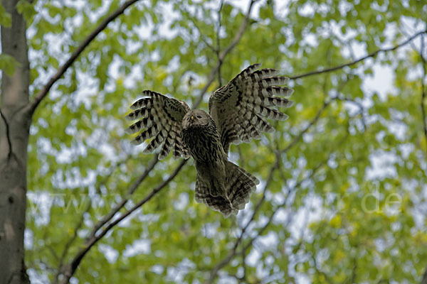 Habichtskauz (Strix uralensis)