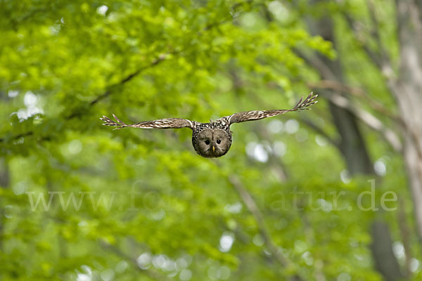 Habichtskauz (Strix uralensis)