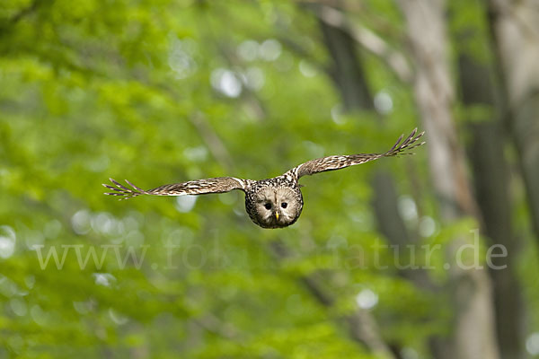 Habichtskauz (Strix uralensis)