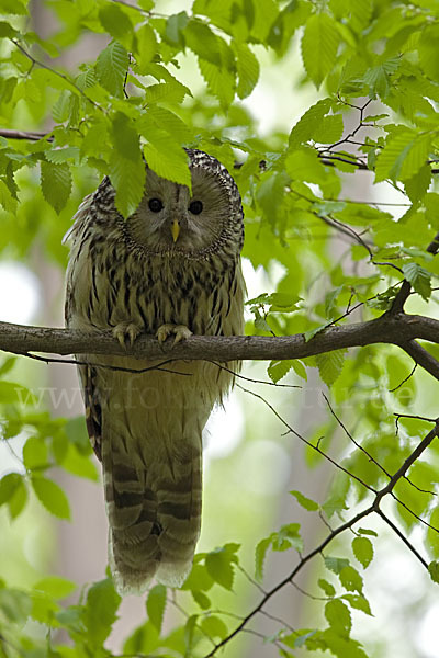 Habichtskauz (Strix uralensis)