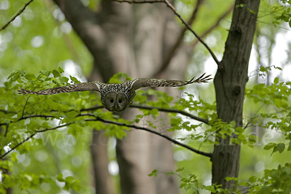 Habichtskauz (Strix uralensis)