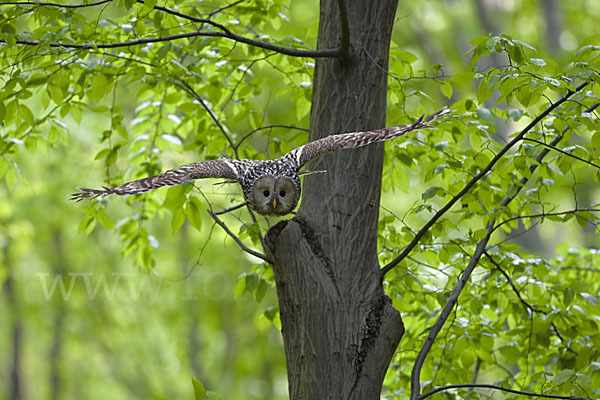 Habichtskauz (Strix uralensis)