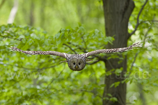 Habichtskauz (Strix uralensis)