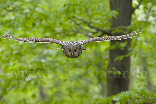 Habichtskauz (Strix uralensis)