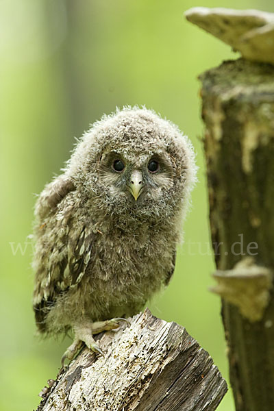 Habichtskauz (Strix uralensis)