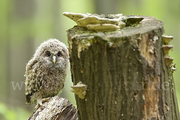 Habichtskauz (Strix uralensis)