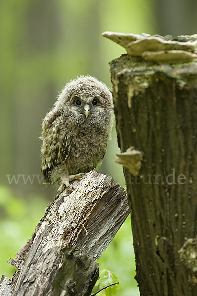 Habichtskauz (Strix uralensis)